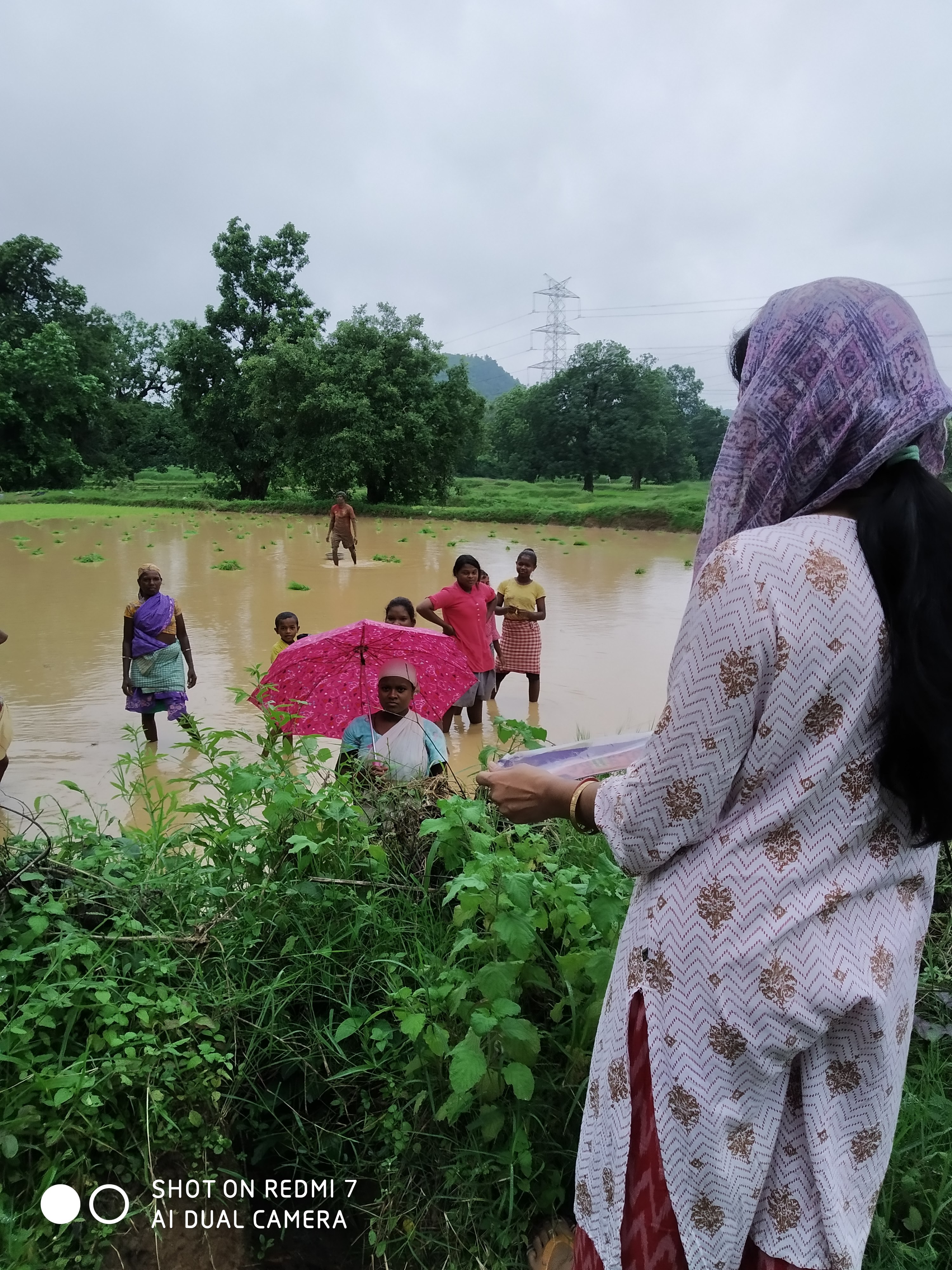Umbrella Distribution Phase 2