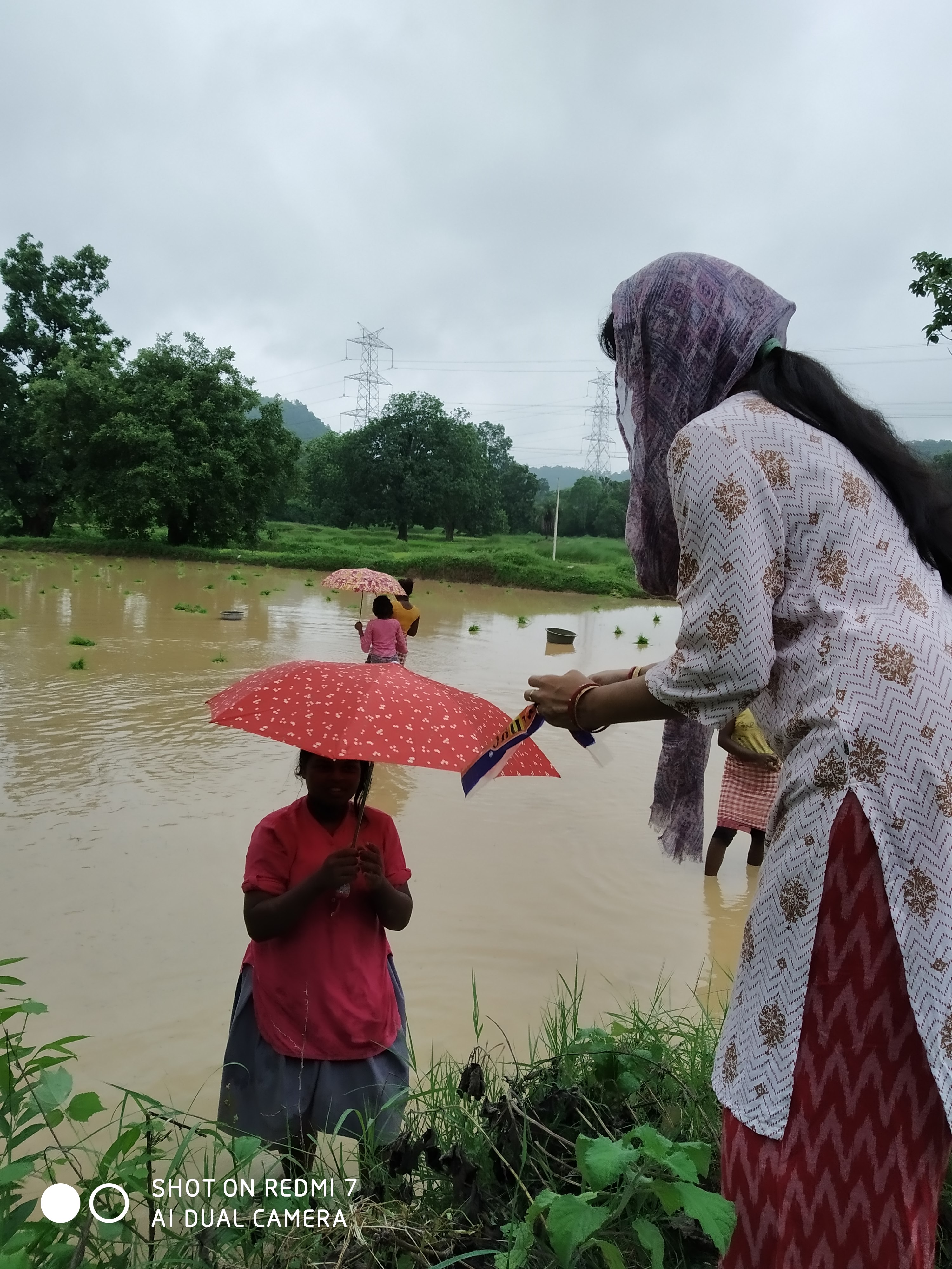 Umbrella Distribution Phase 2