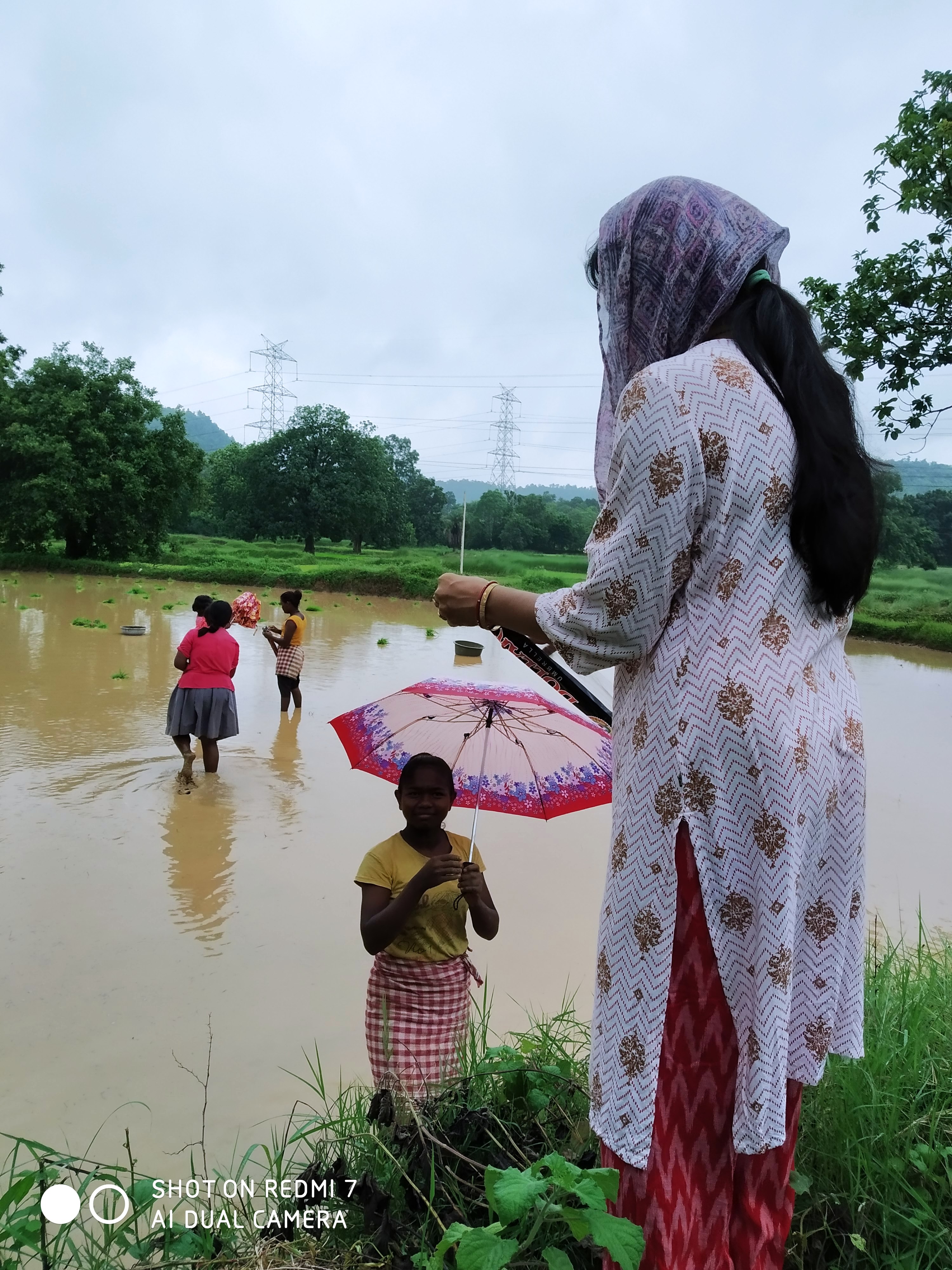 Umbrella Distribution Phase 2