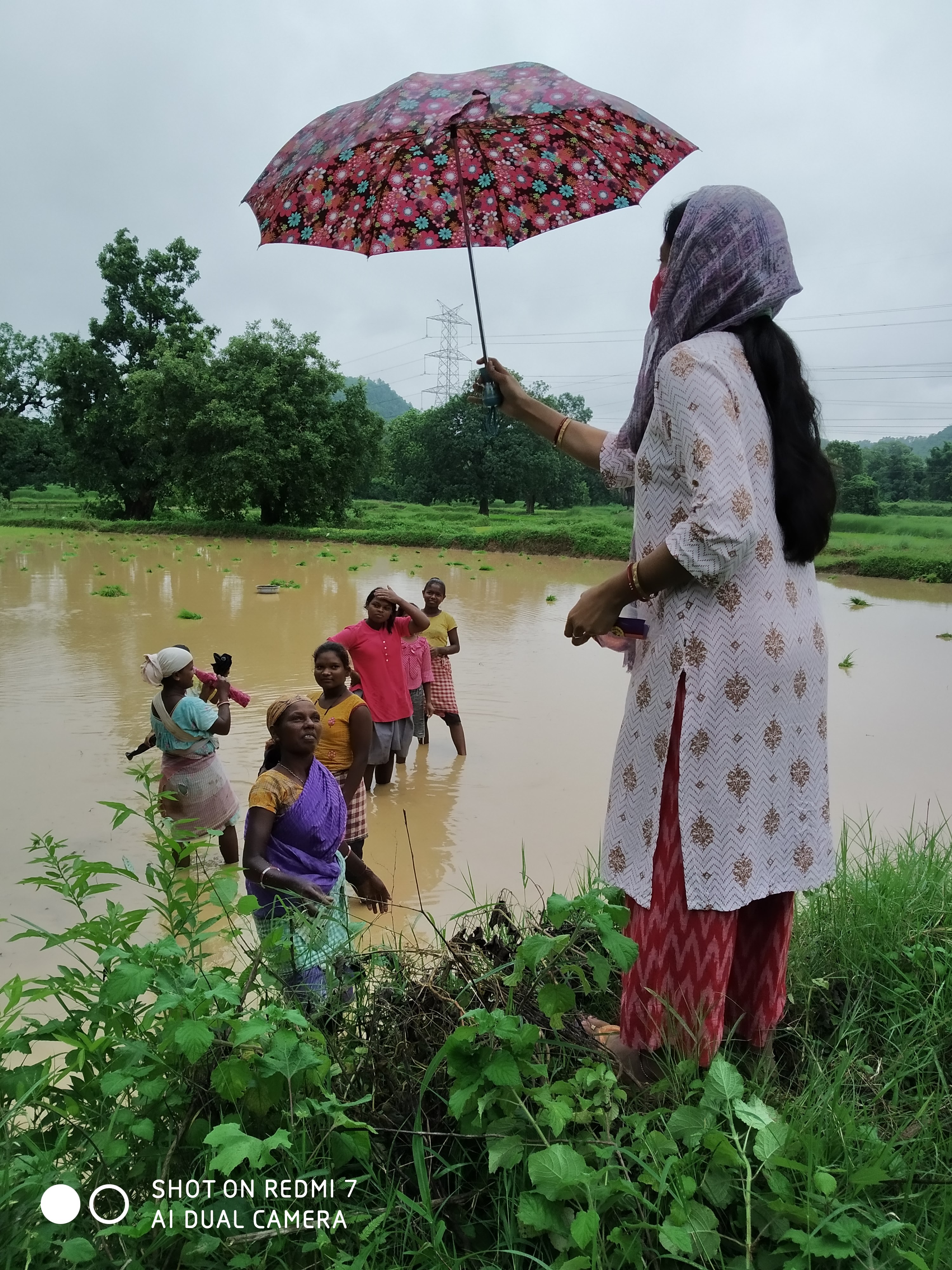 Umbrella Distribution Phase 2