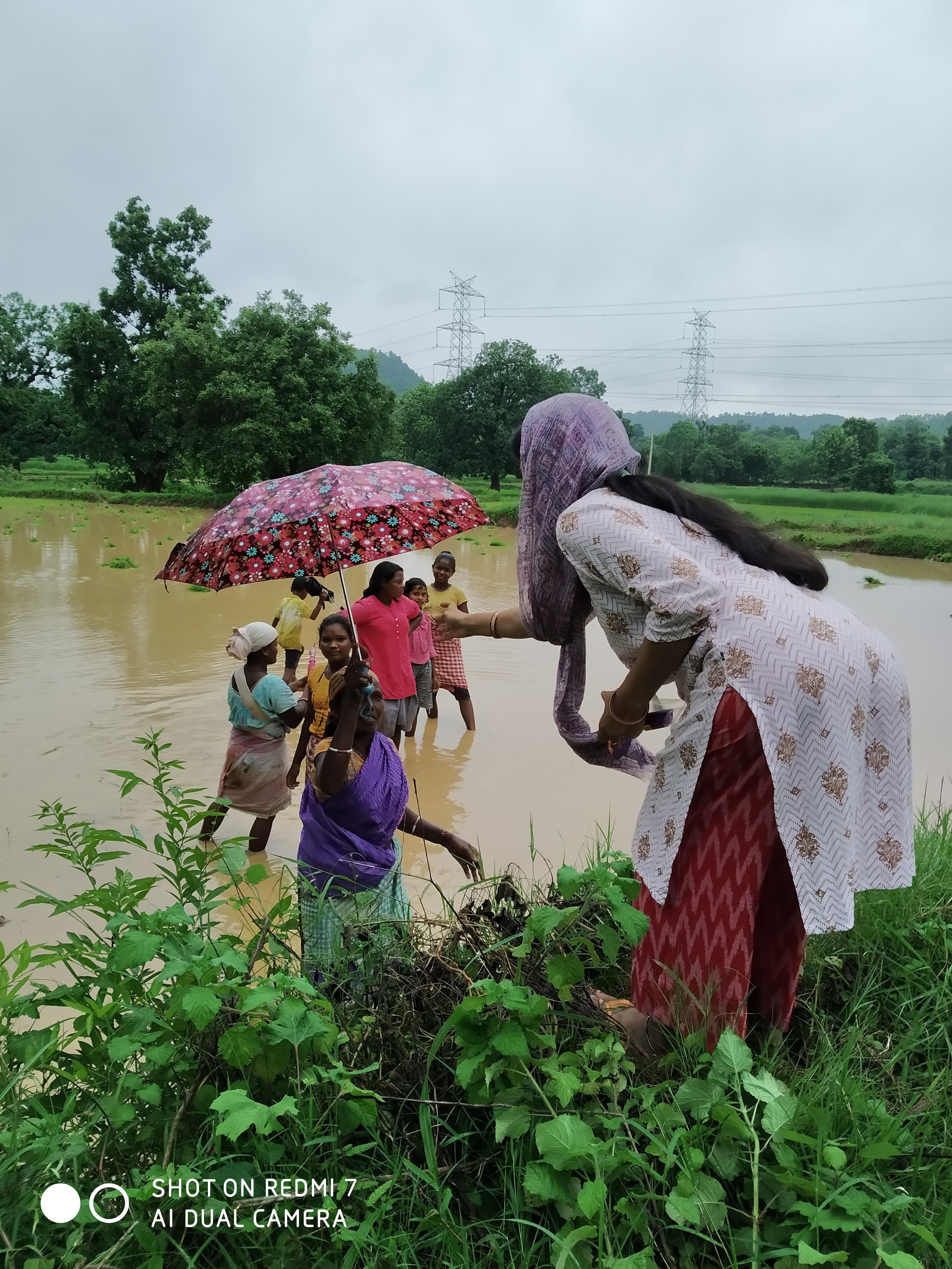 Umbrella Distribution Phase 2