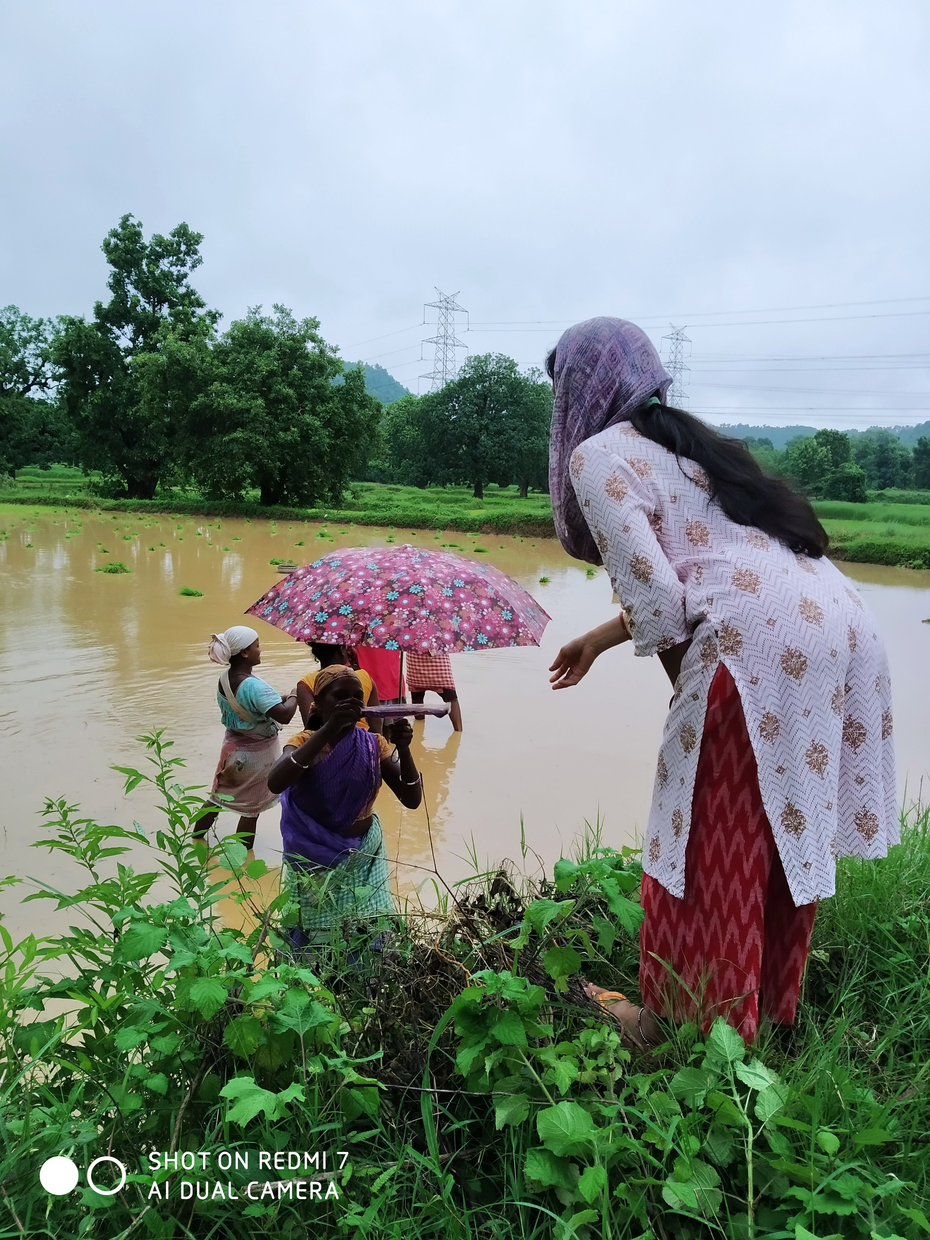 Umbrella Distribution Phase 2