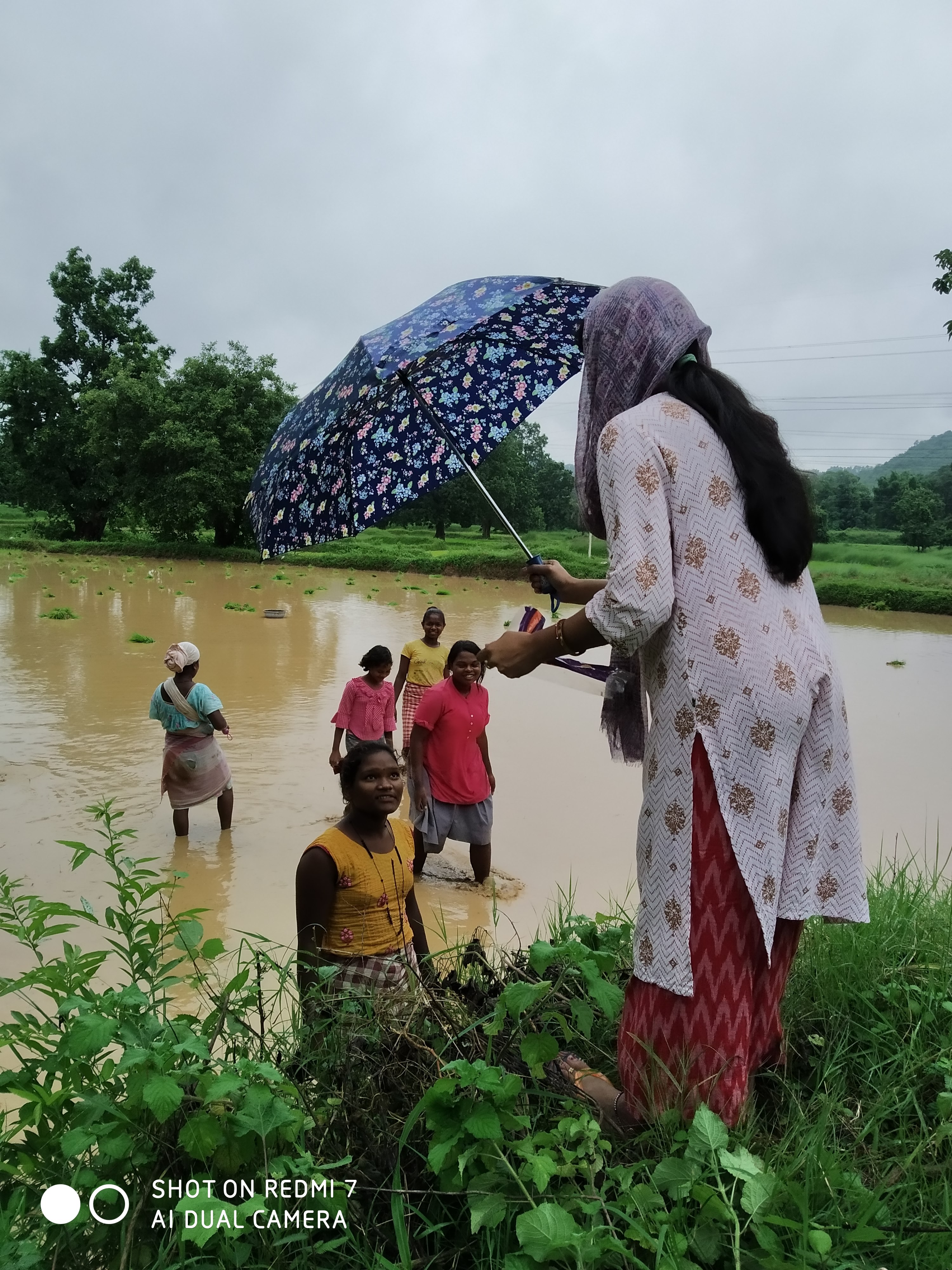 Umbrella Distribution Phase 2