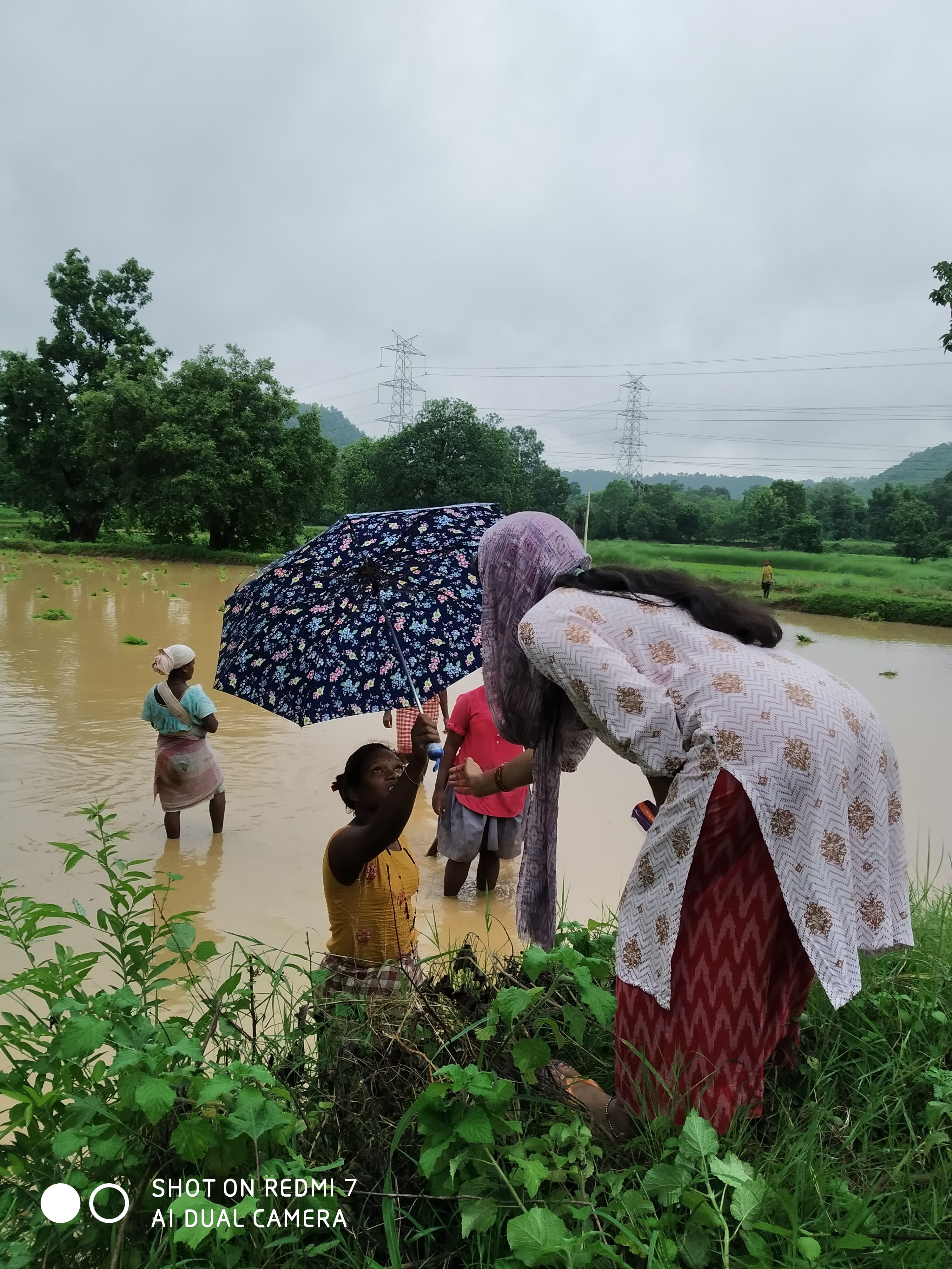 Umbrella Distribution Phase 2