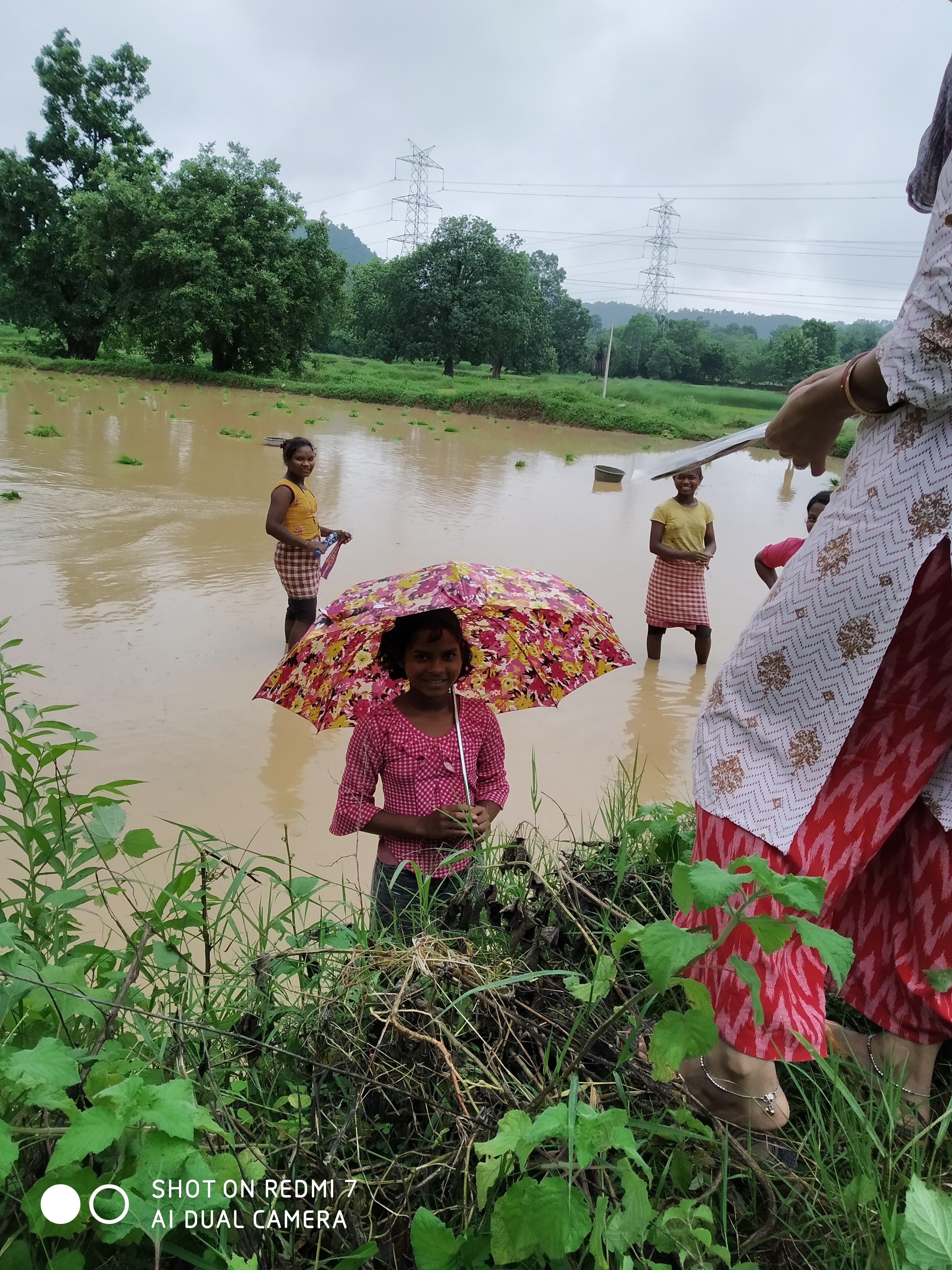Umbrella Distribution Phase 2