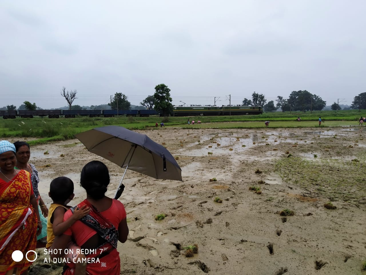 Umbrella Distribution Phase 3