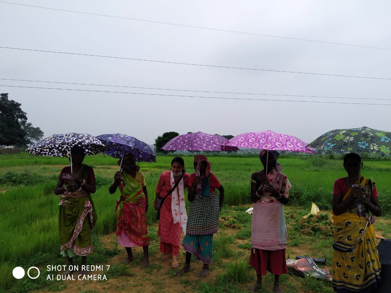Umbrella Distribution Phase 3