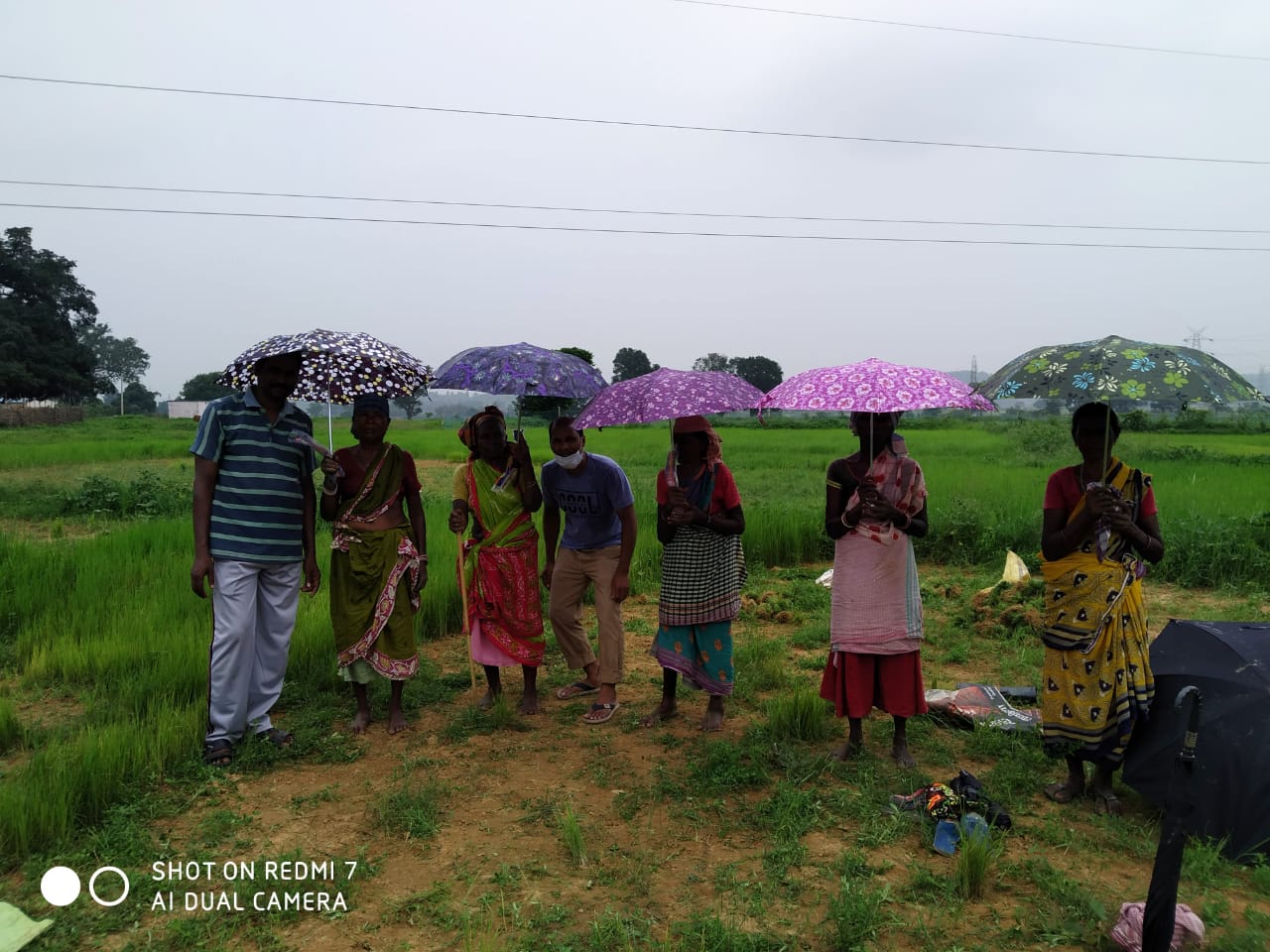 Umbrella Distribution Phase 3