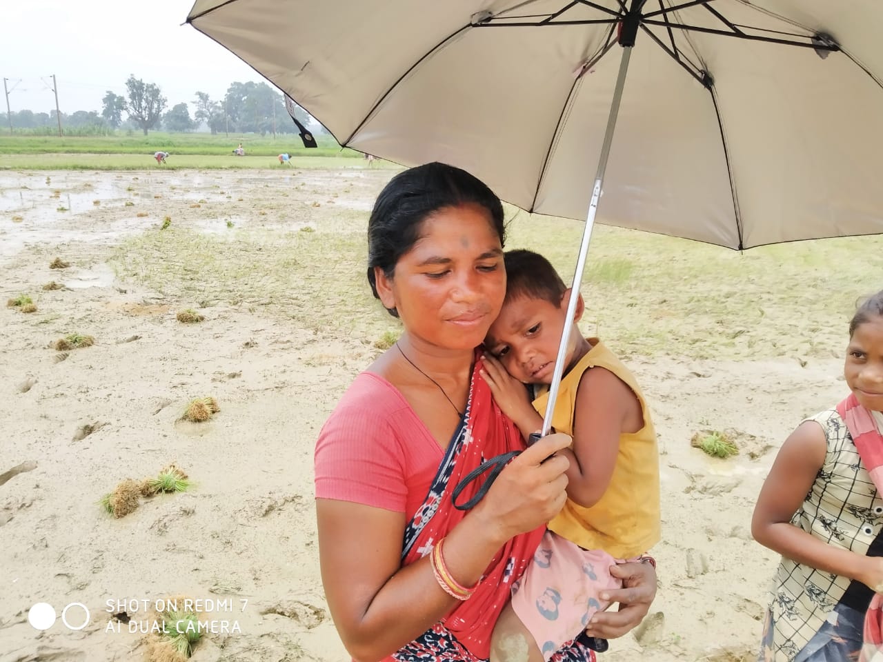 Umbrella Distribution Phase 3