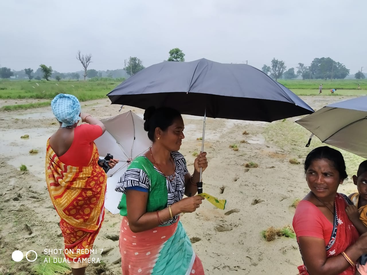 Umbrella Distribution Phase 3