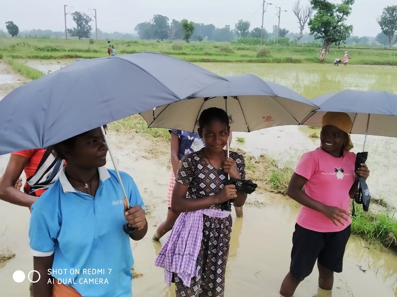 Umbrella Distribution Phase 3