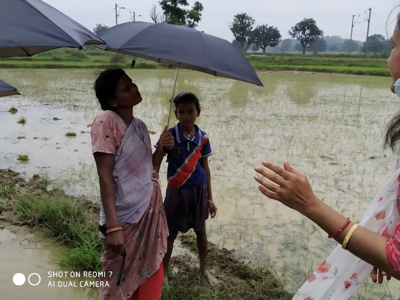 Umbrella Distribution Phase 3