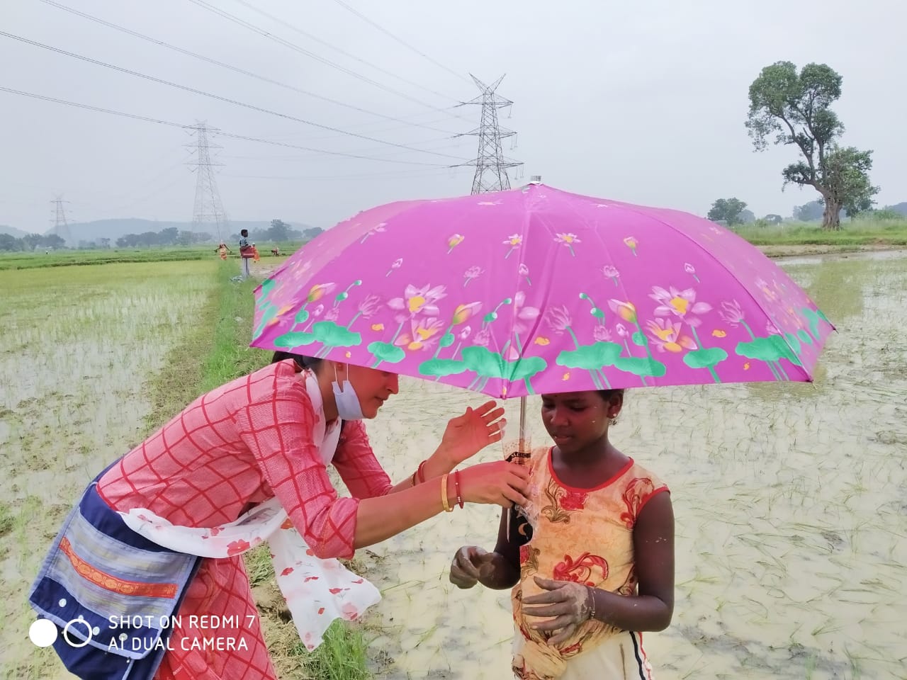 Umbrella Distribution Phase 3
