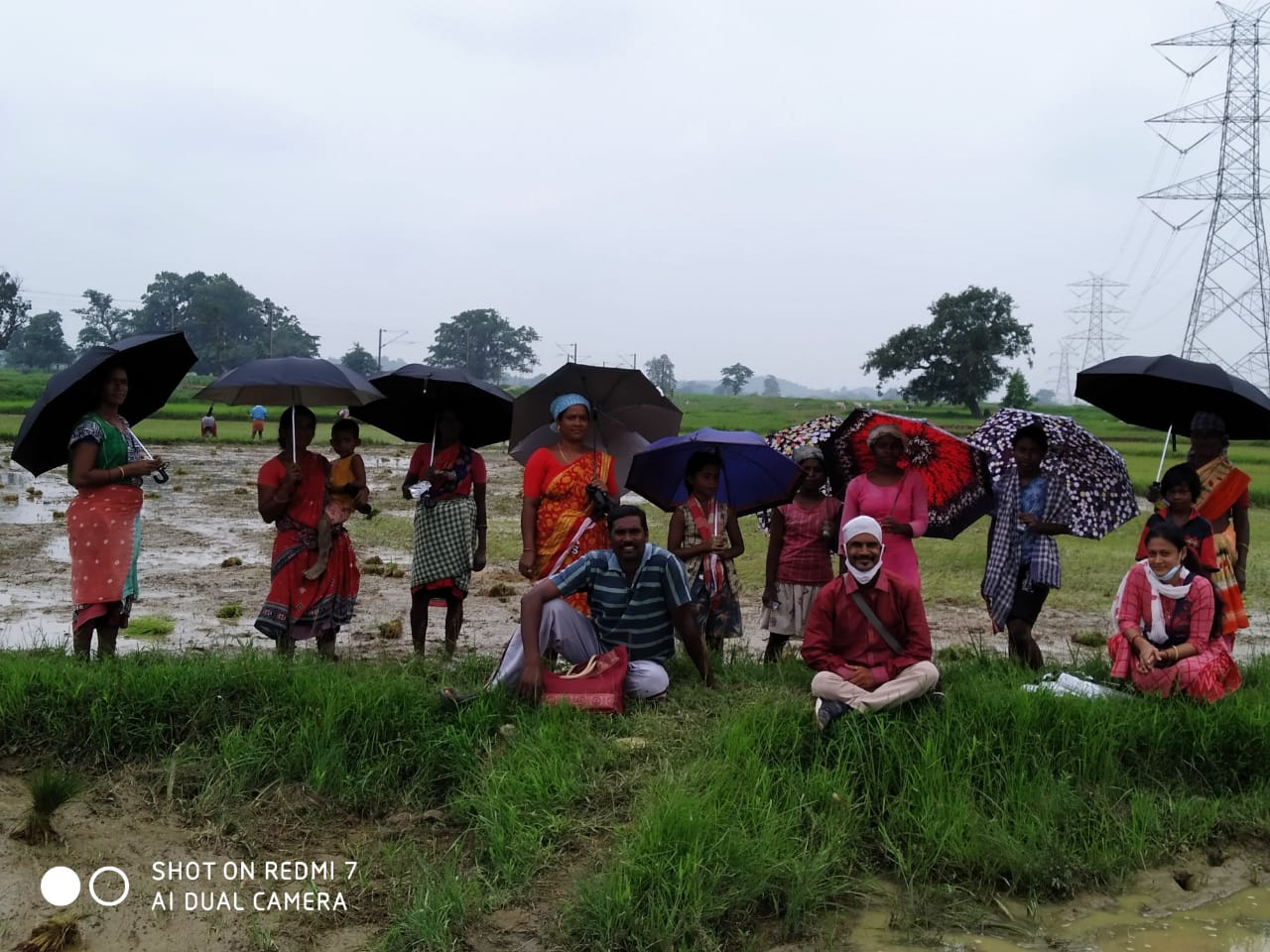 Umbrella Distribution Phase 3