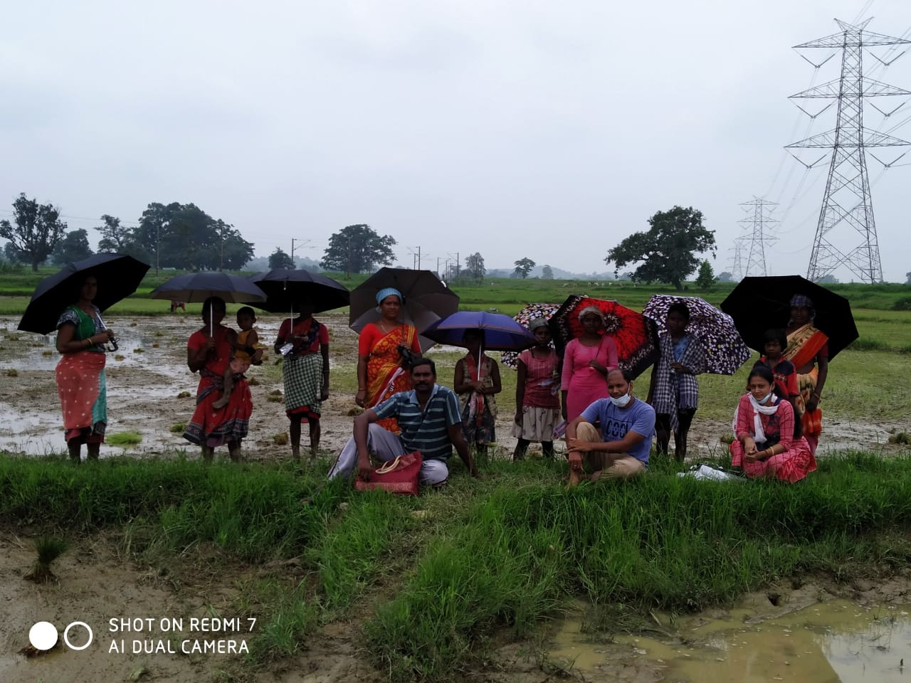 Umbrella Distribution Phase 3