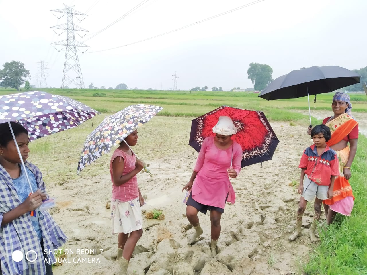 Umbrella Distribution Phase 3