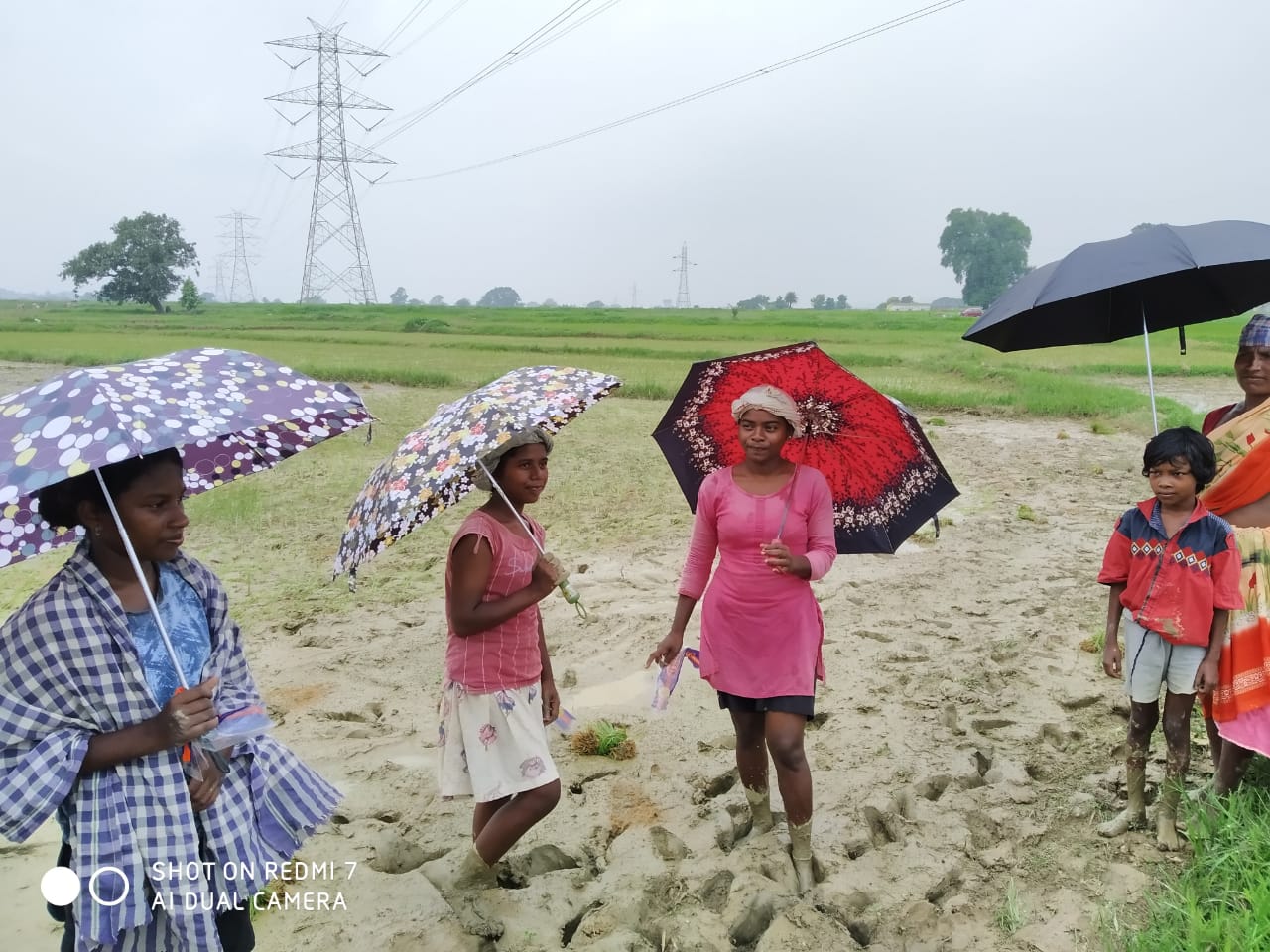 Umbrella Distribution Phase 3