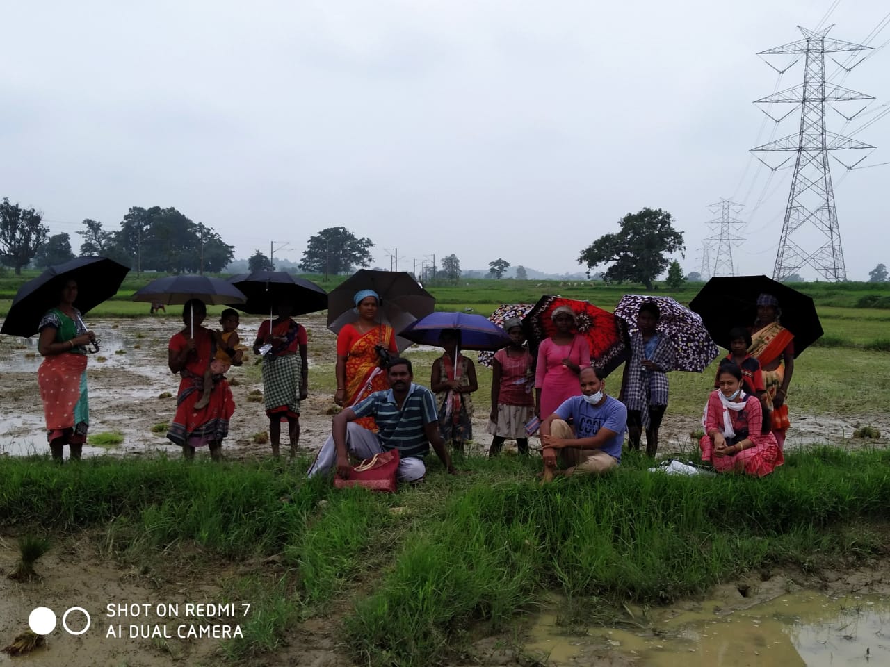 Umbrella Distribution Phase 3
