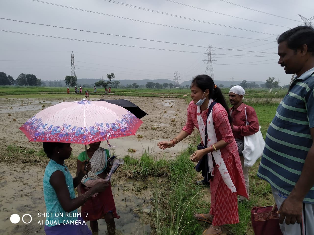 Umbrella Distribution Phase 3