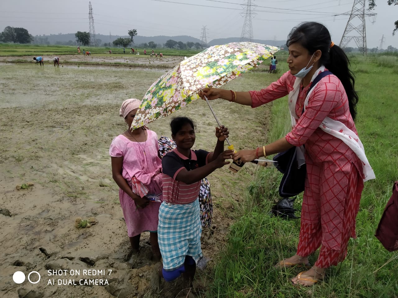 Umbrella Distribution Phase 3