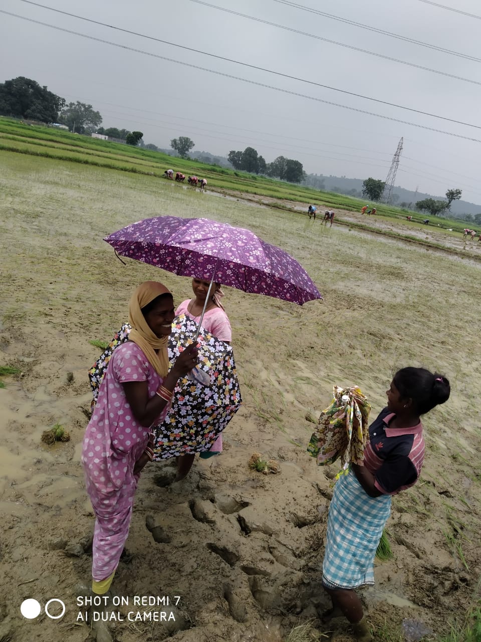 Umbrella Distribution Phase 3