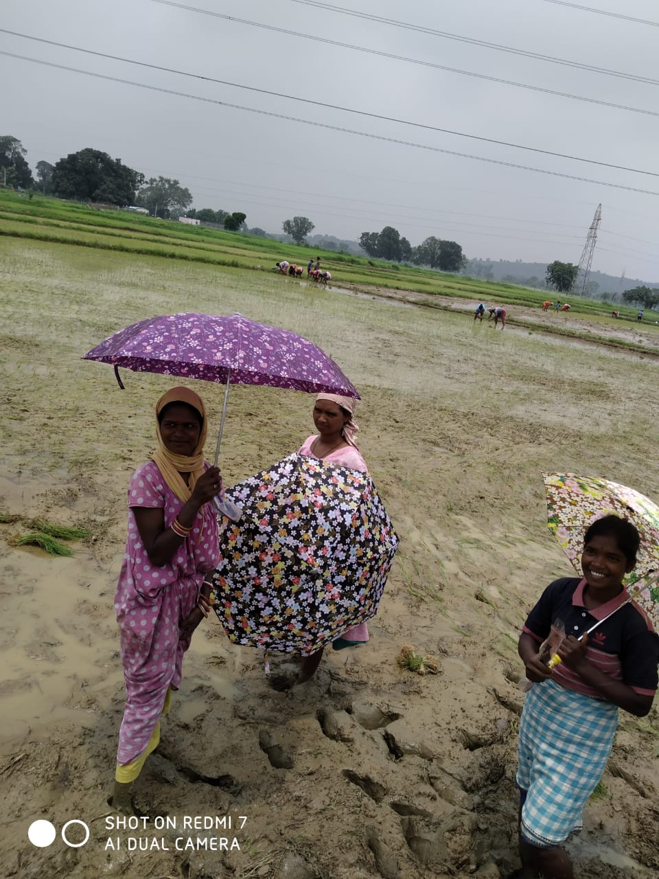 Umbrella Distribution Phase 3
