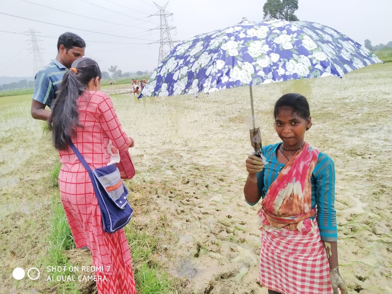 Umbrella Distribution Phase 3