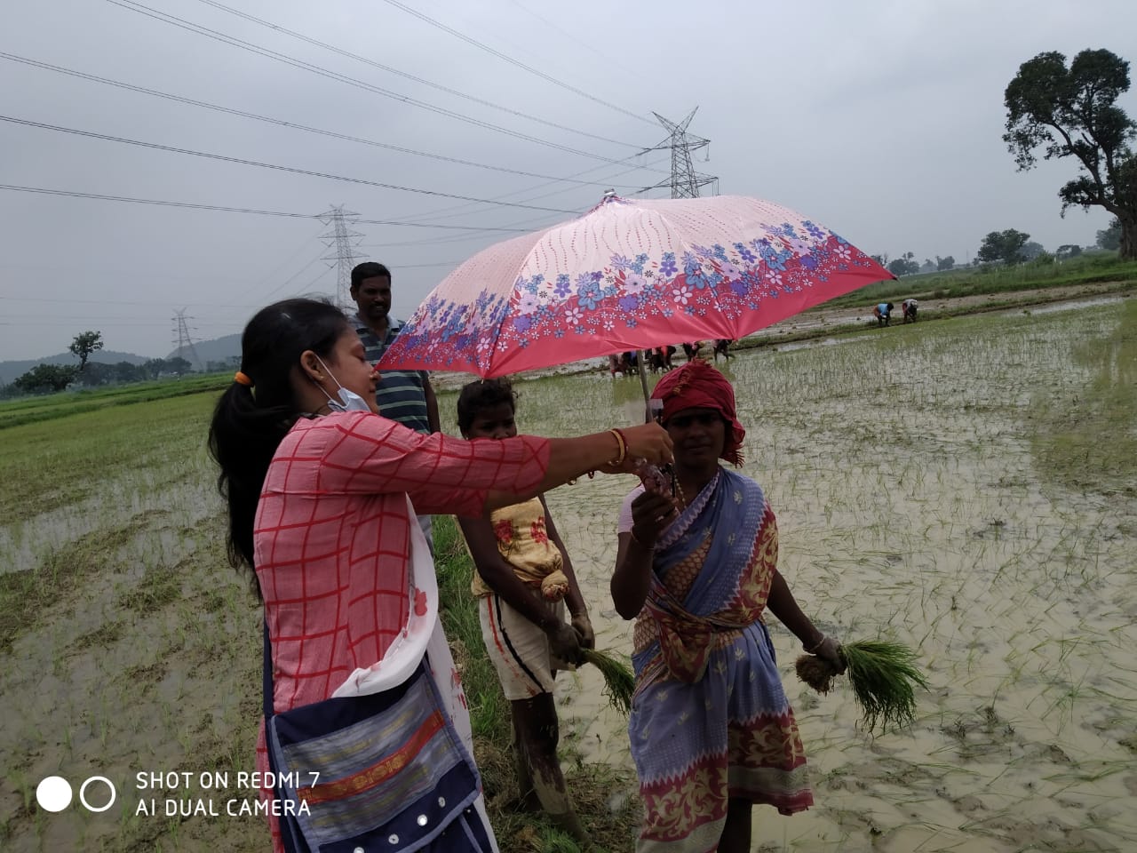 Umbrella Distribution Phase 3