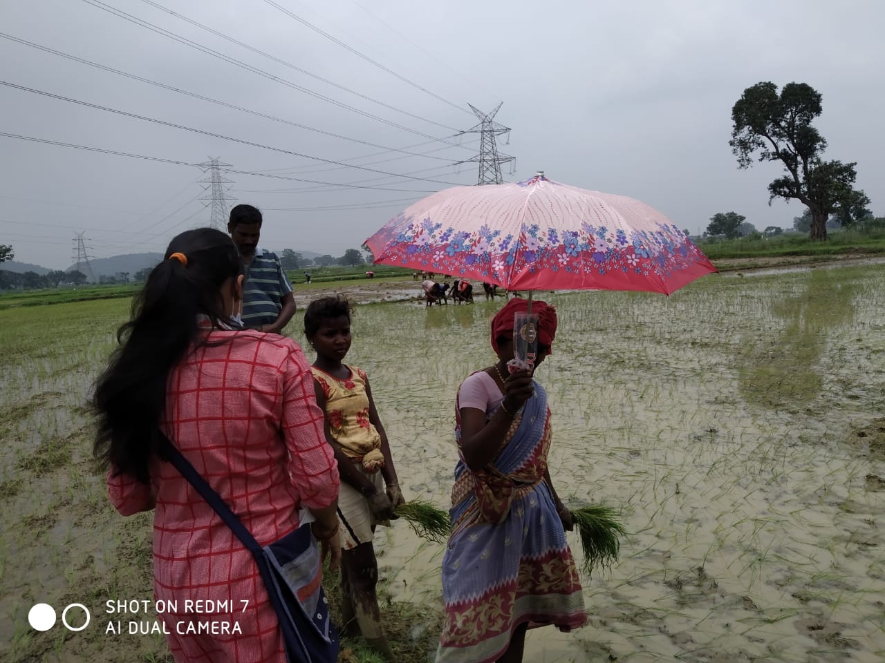 Umbrella Distribution Phase 3