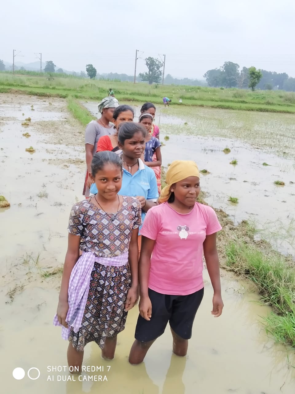 Umbrella Distribution Phase 3