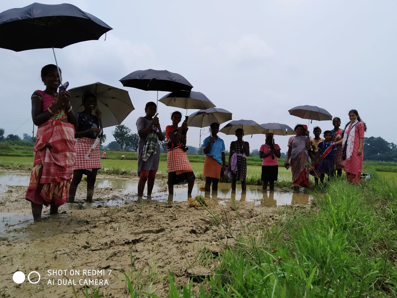 Umbrella Distribution Phase 3