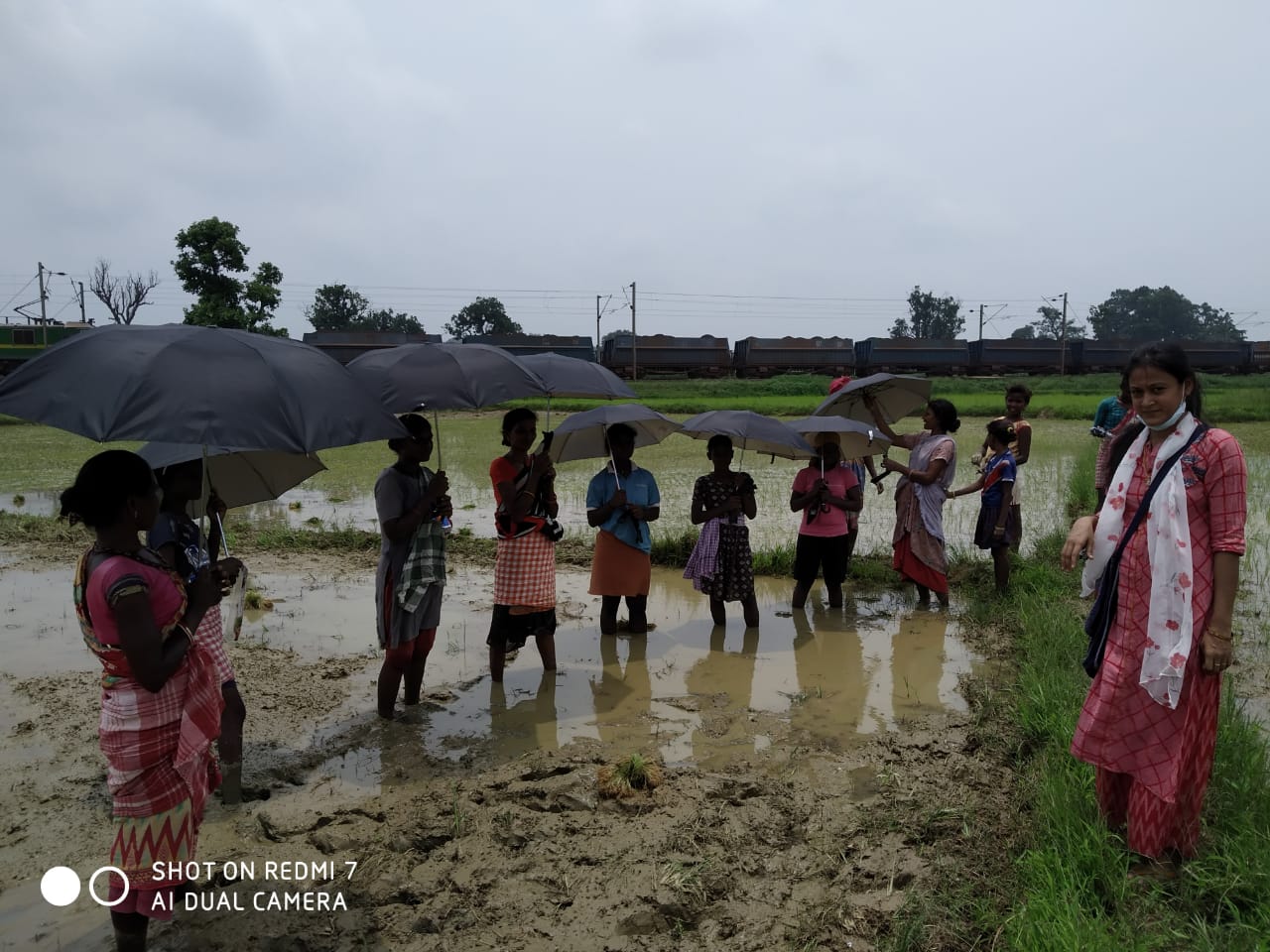 Umbrella Distribution Phase 3