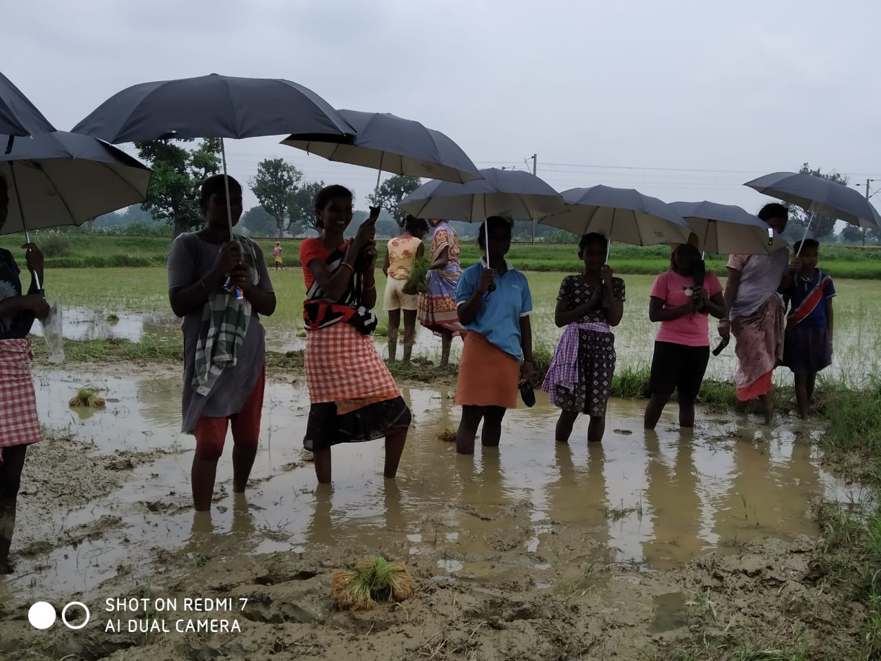 Umbrella Distribution Phase 3