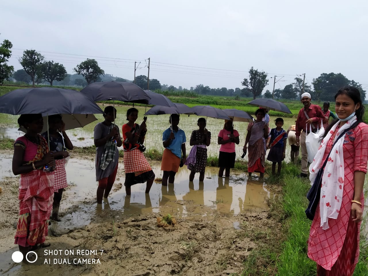 Umbrella Distribution Phase 3