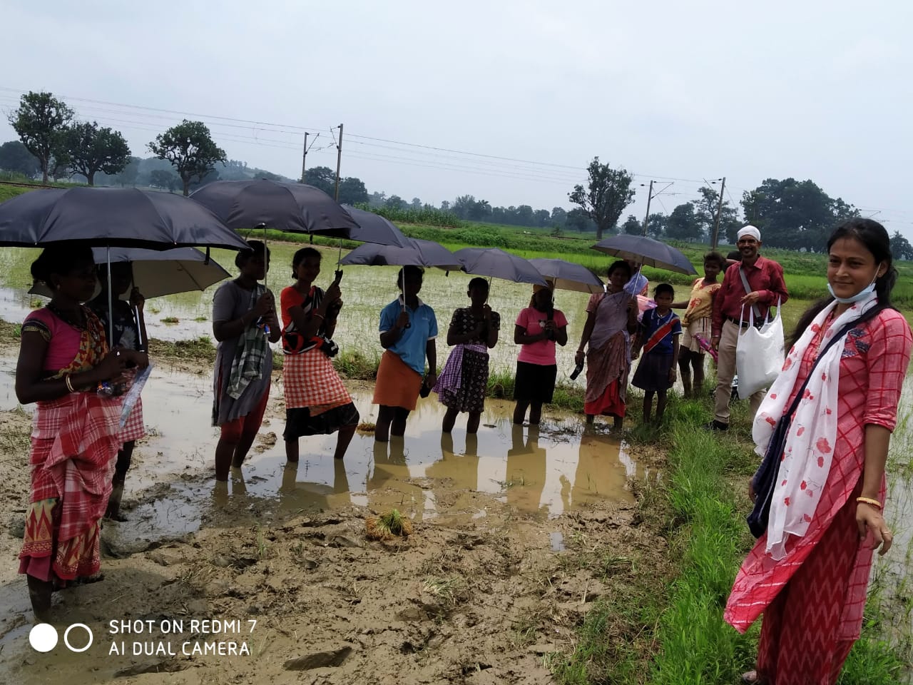 Umbrella Distribution Phase 3