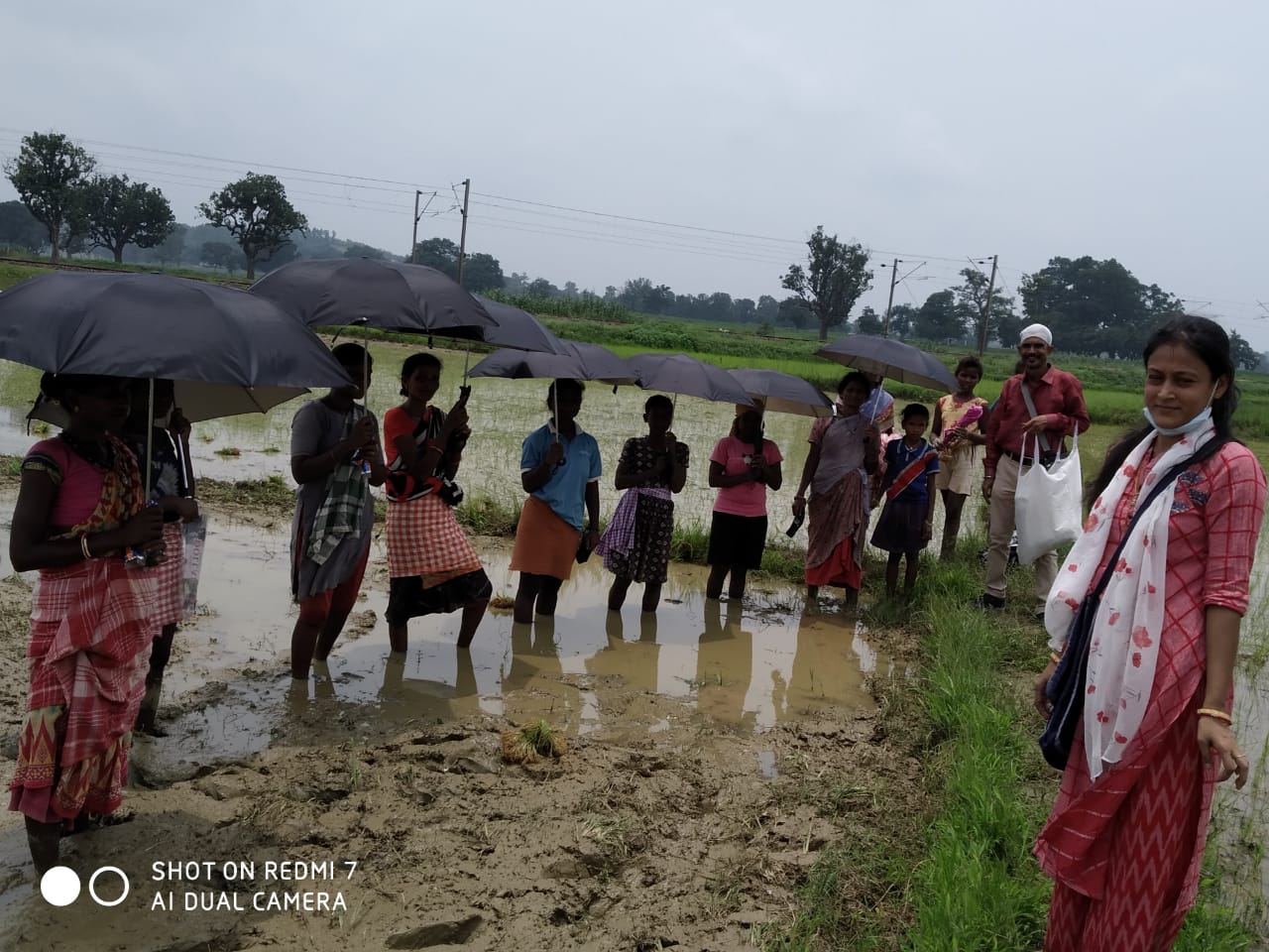 Umbrella Distribution Phase 3