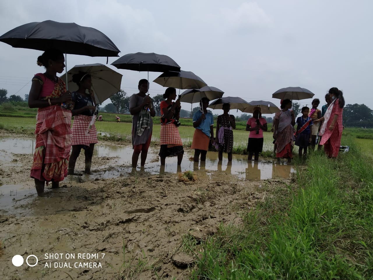 Umbrella Distribution Phase 3