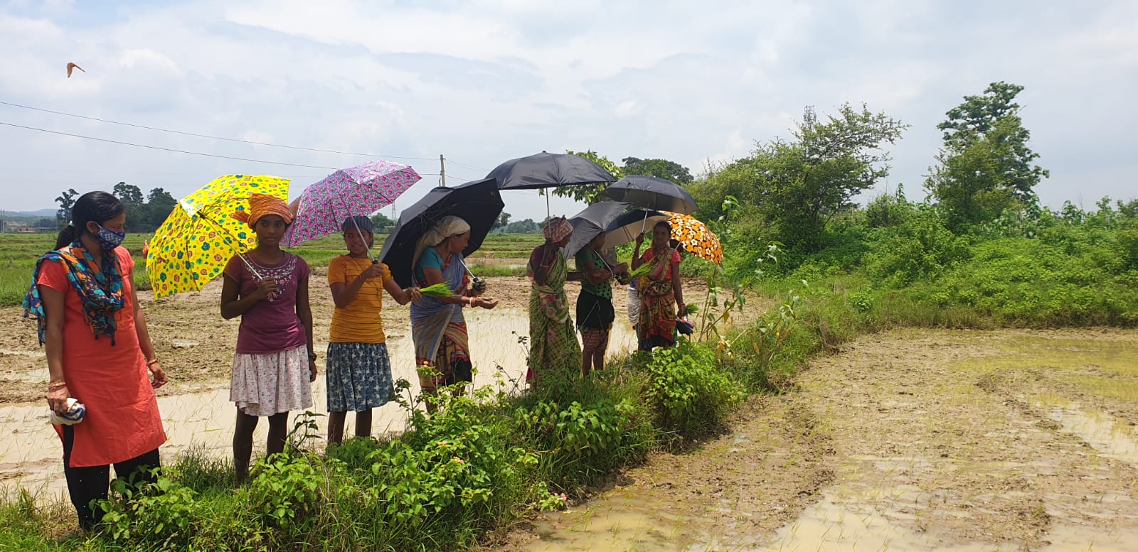 Umbrella Distribution Phase 1