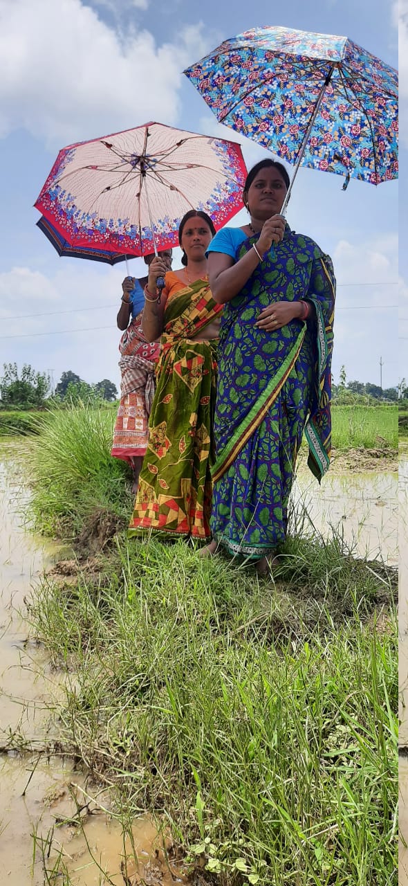 Umbrella Distribution Phase 1