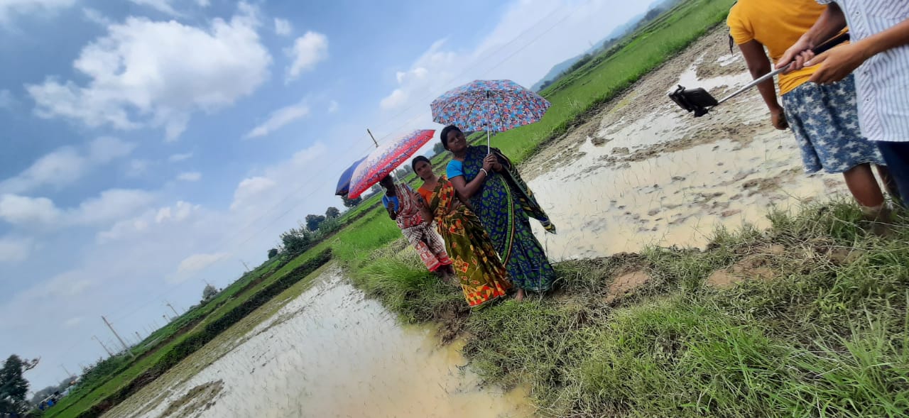 Umbrella Distribution Phase 1