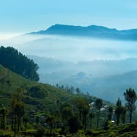 Aranyamayee